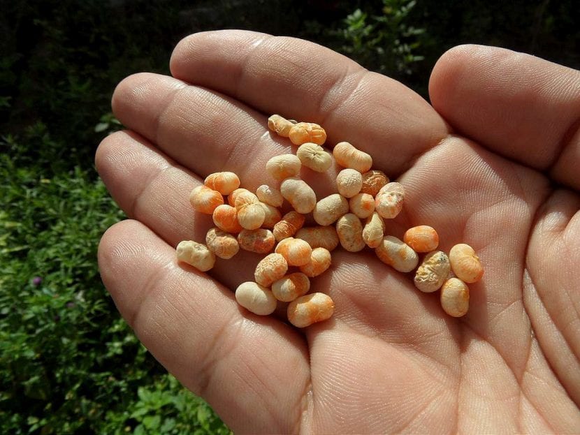 Semillas de Sansevieria