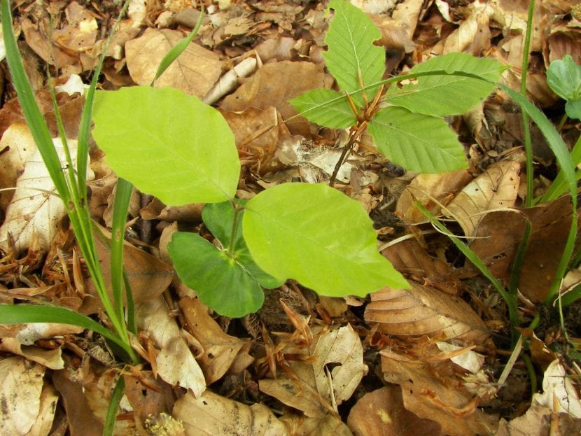 Plántulas de Fagus sylvatica