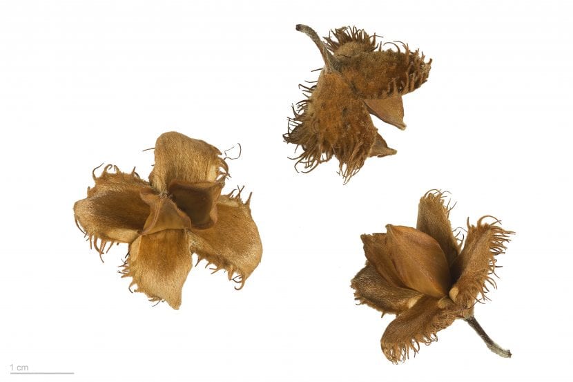 Semillas de Fagus sylvatica