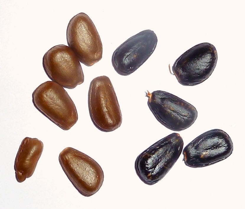 Semillas de Chirimoya