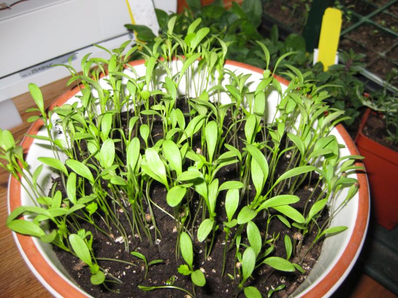 Plantas jóvenes de cilantro