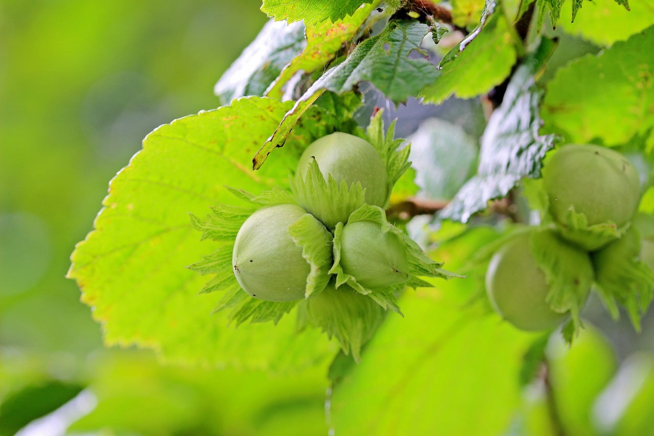Los frutos del avellano se siembran en otoño