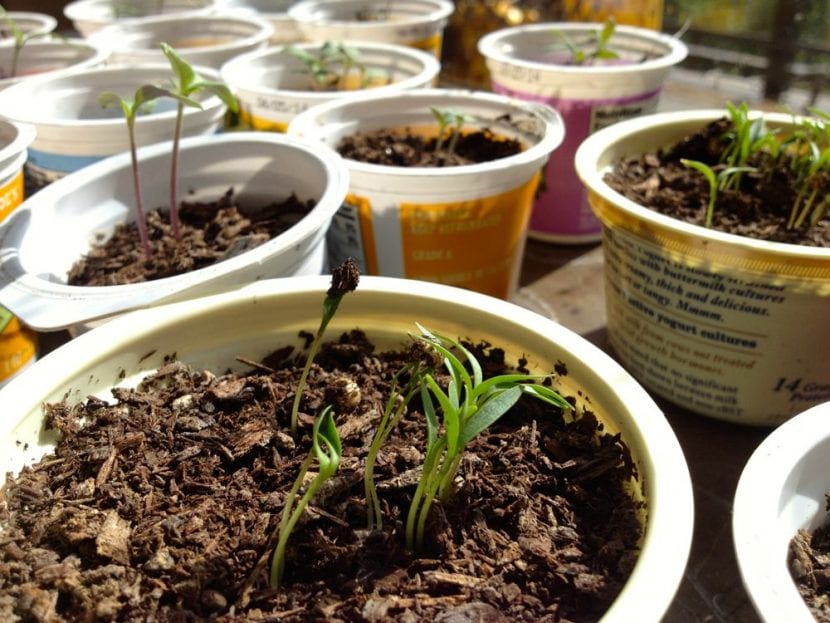 Semillas germinadas en vaso de yogur
