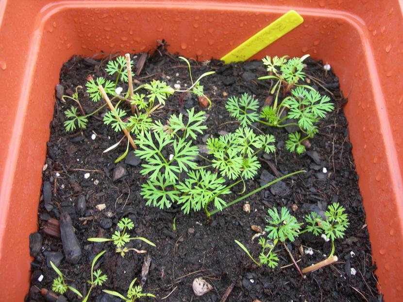 Cómo sembrar zanahorias: época, suelo y germinación