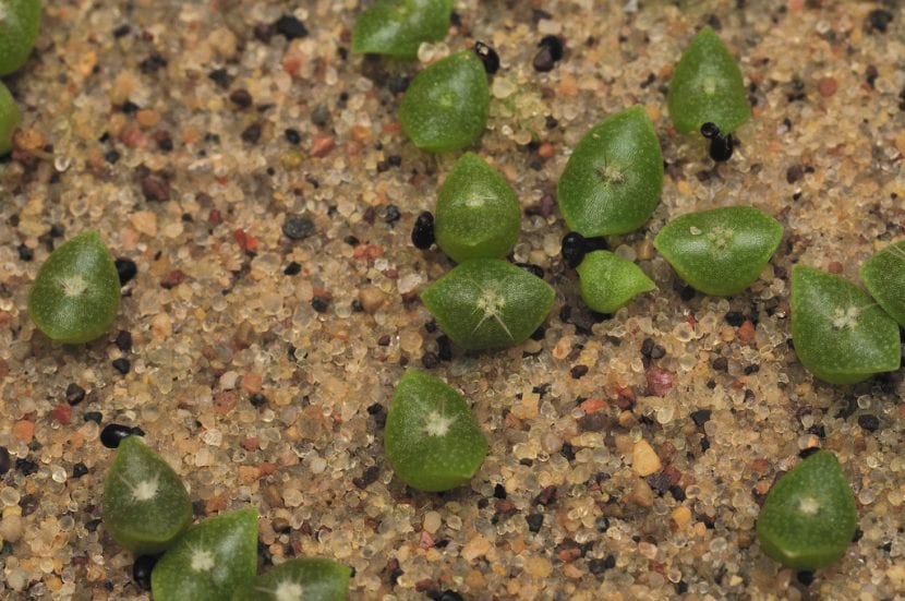 Semillas de Saguaro germinando