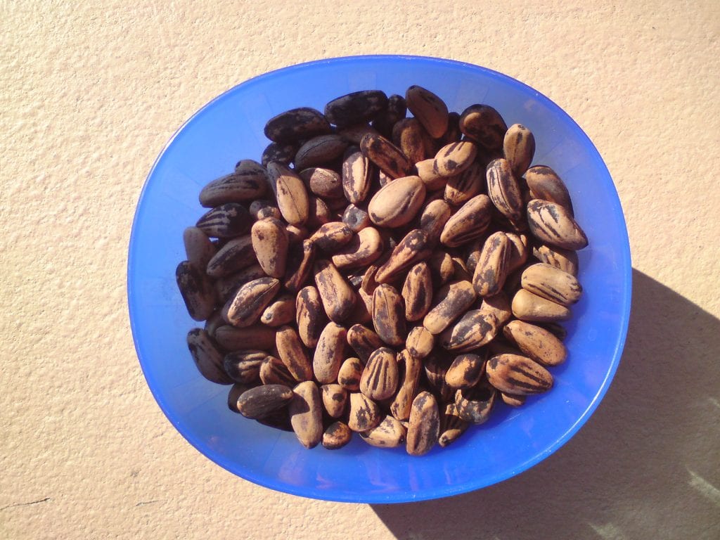 Cuanto Tarda En Germinar Una Piña ➡️ ¿Cuándo y cómo plantar piñones?&nbsp; | Guía Completa 2022