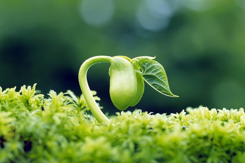 distintas semillas ecologicas