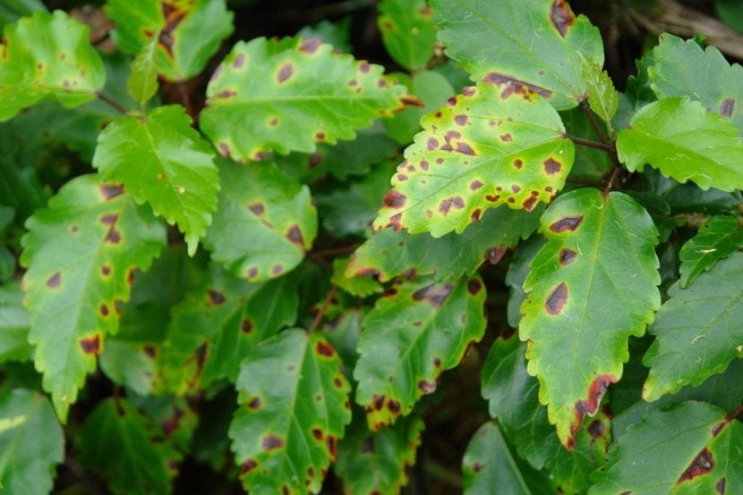 Planta enferma por bacterias
