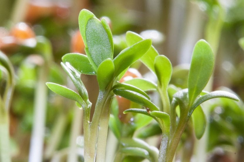 Plantines recién germinados