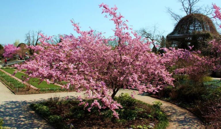 Prunus sargentii en floración, especie que requiere estratificación fría
