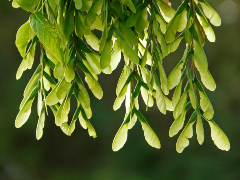 Sámaras de Acer negundo
