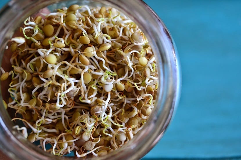 Germinar lentejas: higiene del brote y cultivo