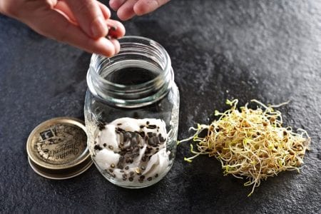Germinados de semillas en un recipiente
