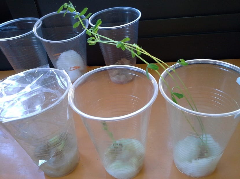 vasos de plastico con lentejas dentro