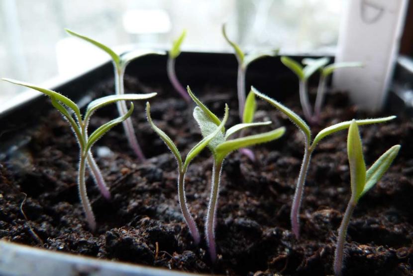Germinar semillas en interior: la luz y el ahilado