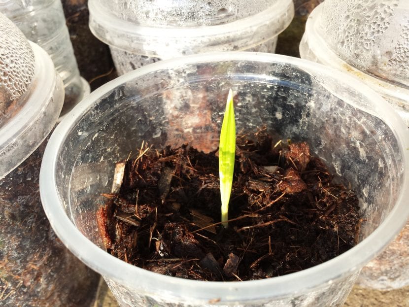 Siembra los dátiles nada más recogerlos para que germinen pronto
