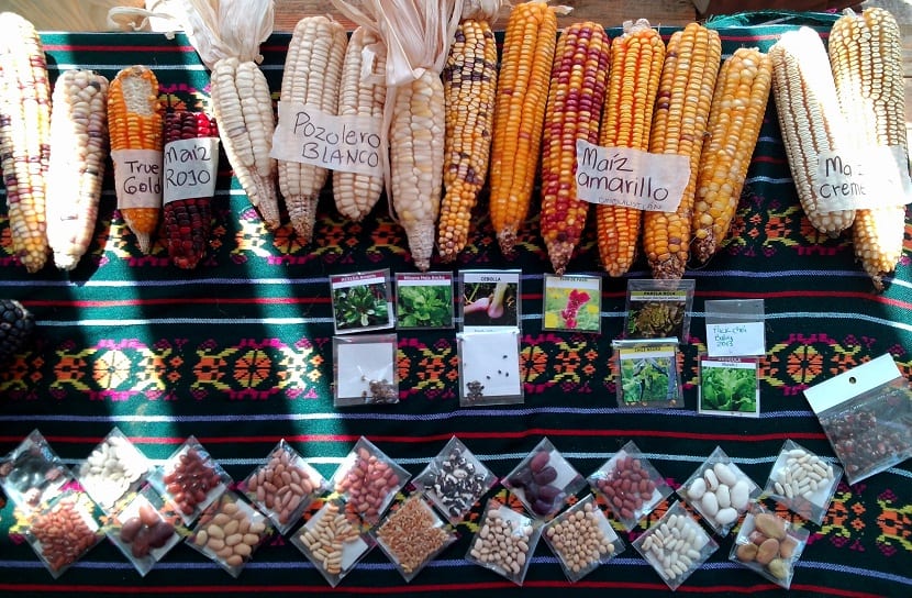 almacen semillas organicas