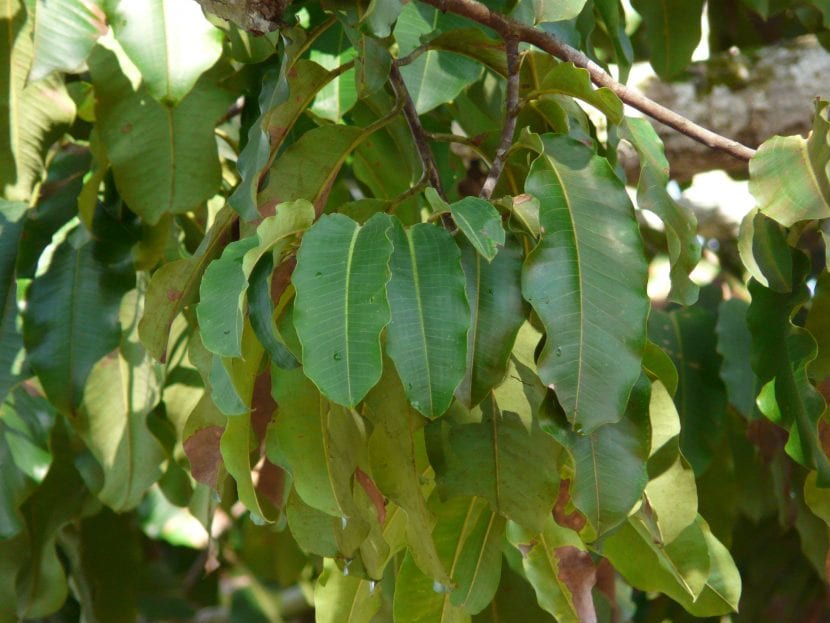 Hojas de la Nuez de Brasil o Bertholletia excelsa