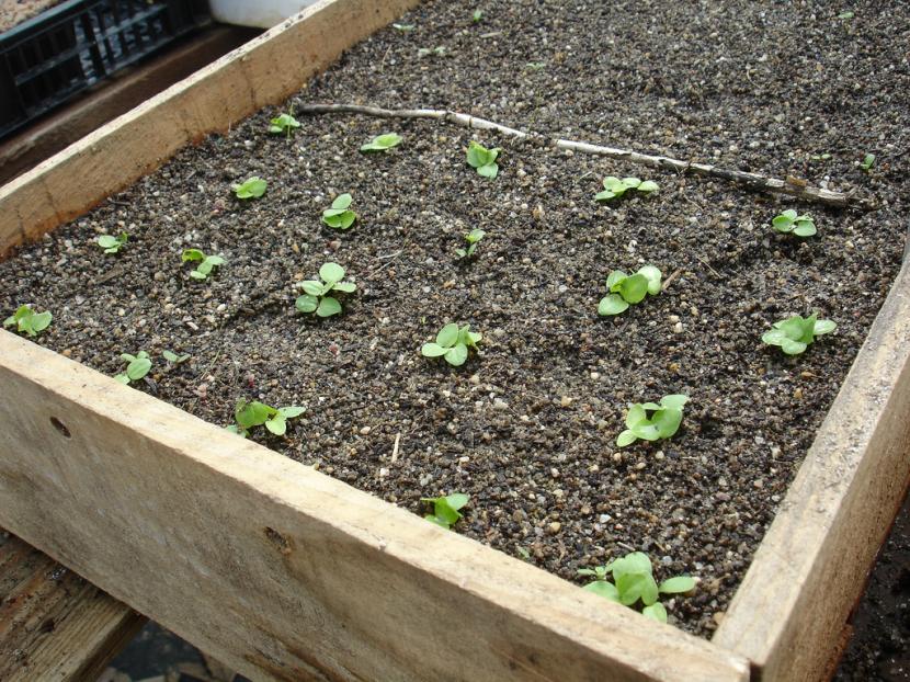 Semillero en caja de madera