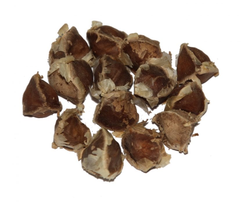 Semillas de Moringa oleifera