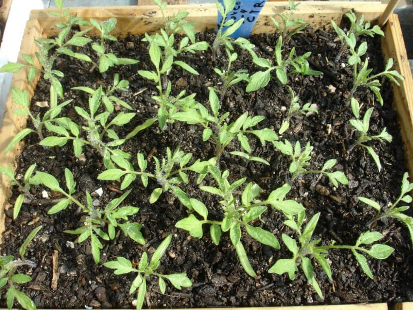 Semillero de tomates