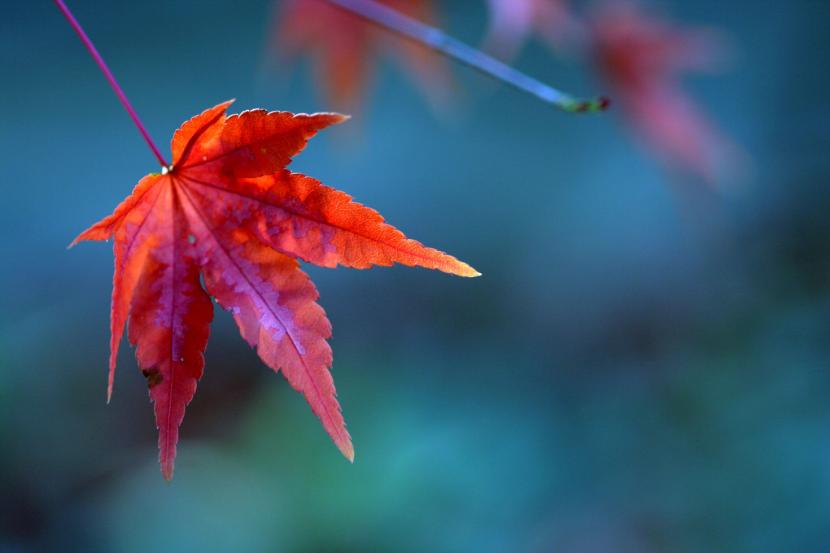 Acer palmatum