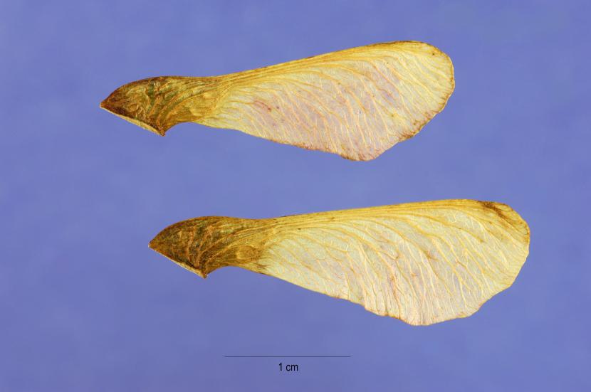 Semillas de Acer ginnala
