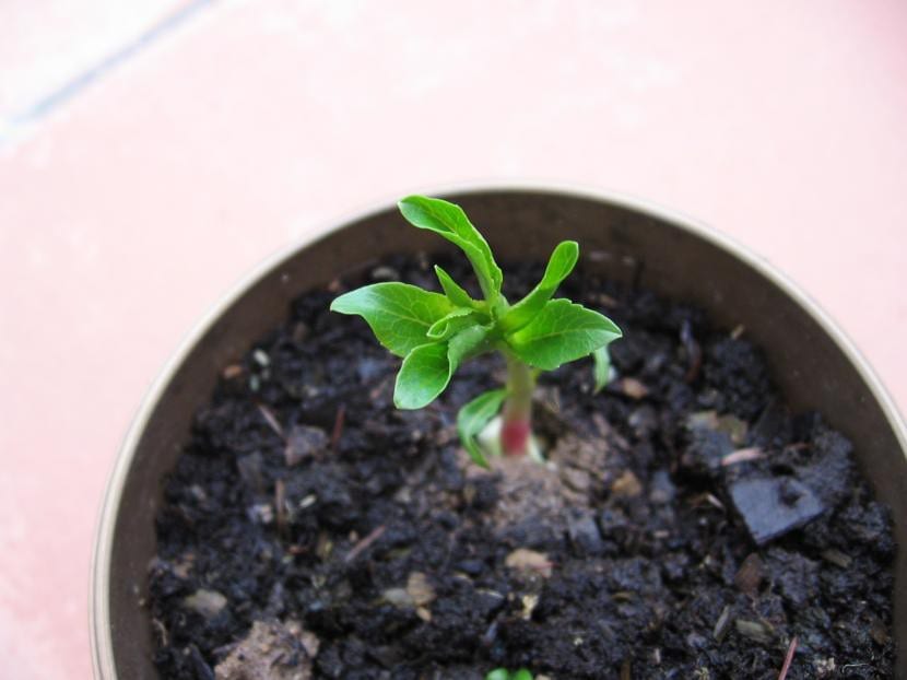 Almendro joven