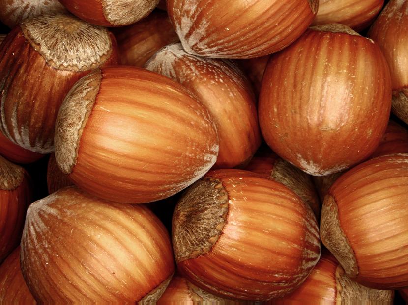 Avellanas con cáscara, nueces botánicas verdaderas