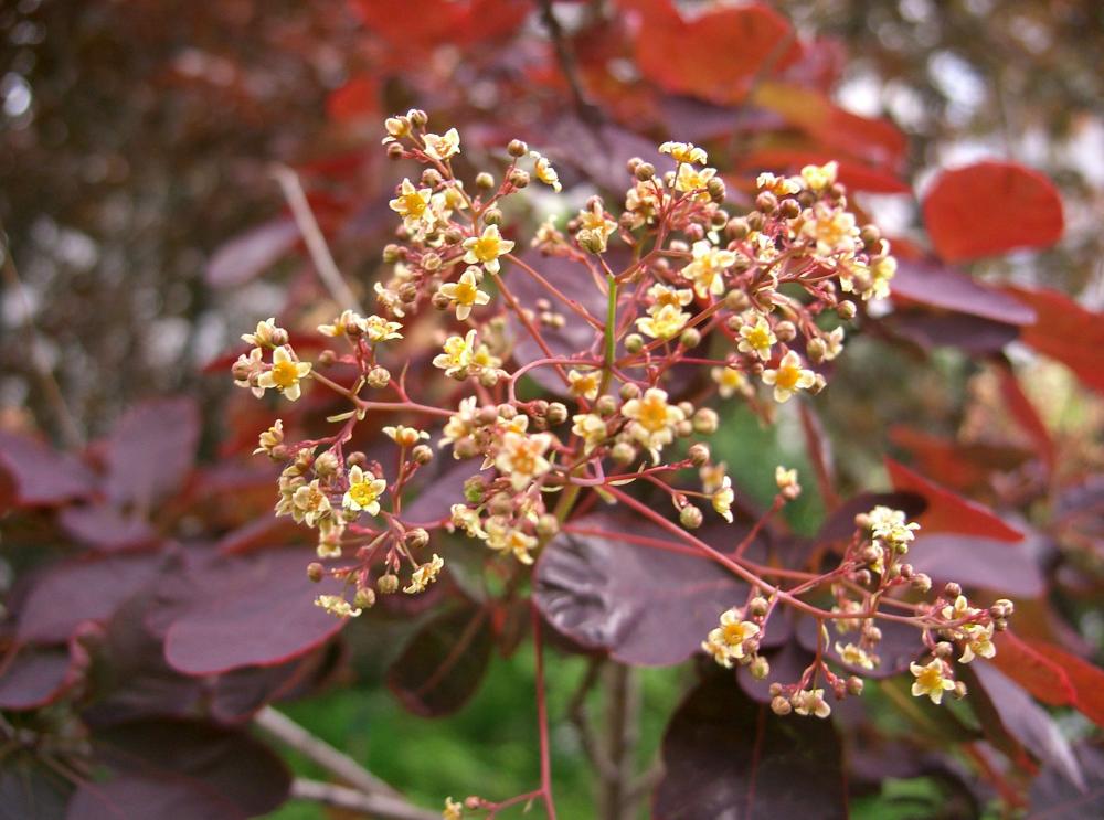 Cotinus coggygria Royal Purple