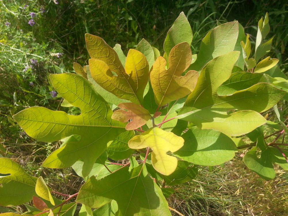 Sassafras albidum