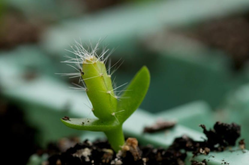 Pitaya