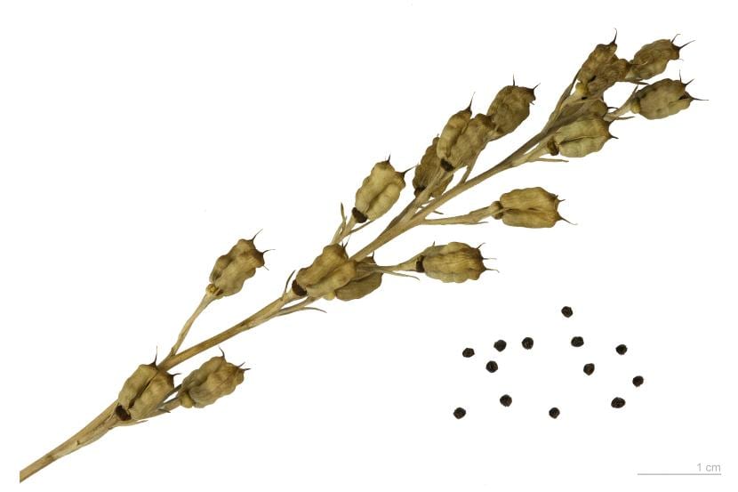 Delphinium verdunense