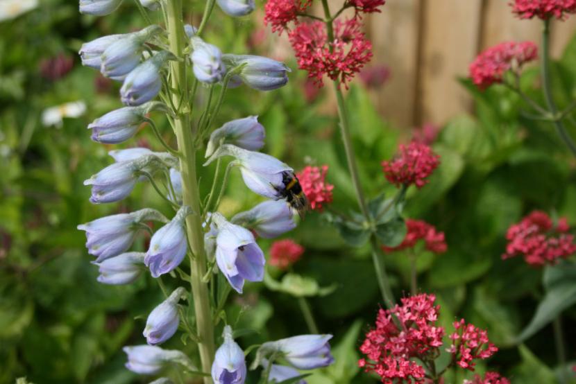 Semillas de flores: los dos grupos y cuándo sembrar cada uno