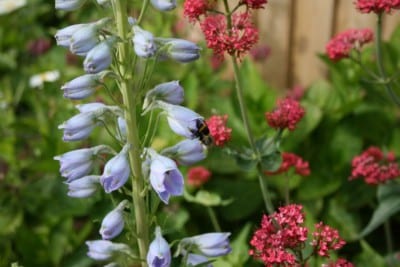 Flores de delphinium en floración