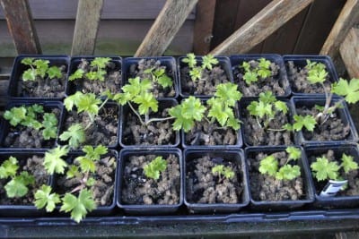 Semillas germinadas de delphinium en bandeja de siembra