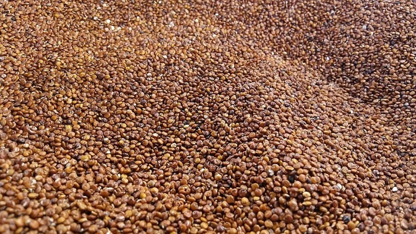 Cuidados de la planta de quinoa 