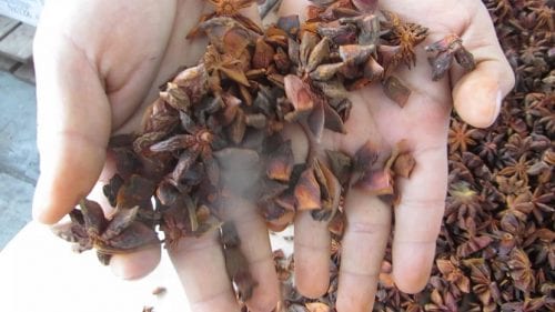 Frutos estrellados de Illicium verum, el anís estrellado