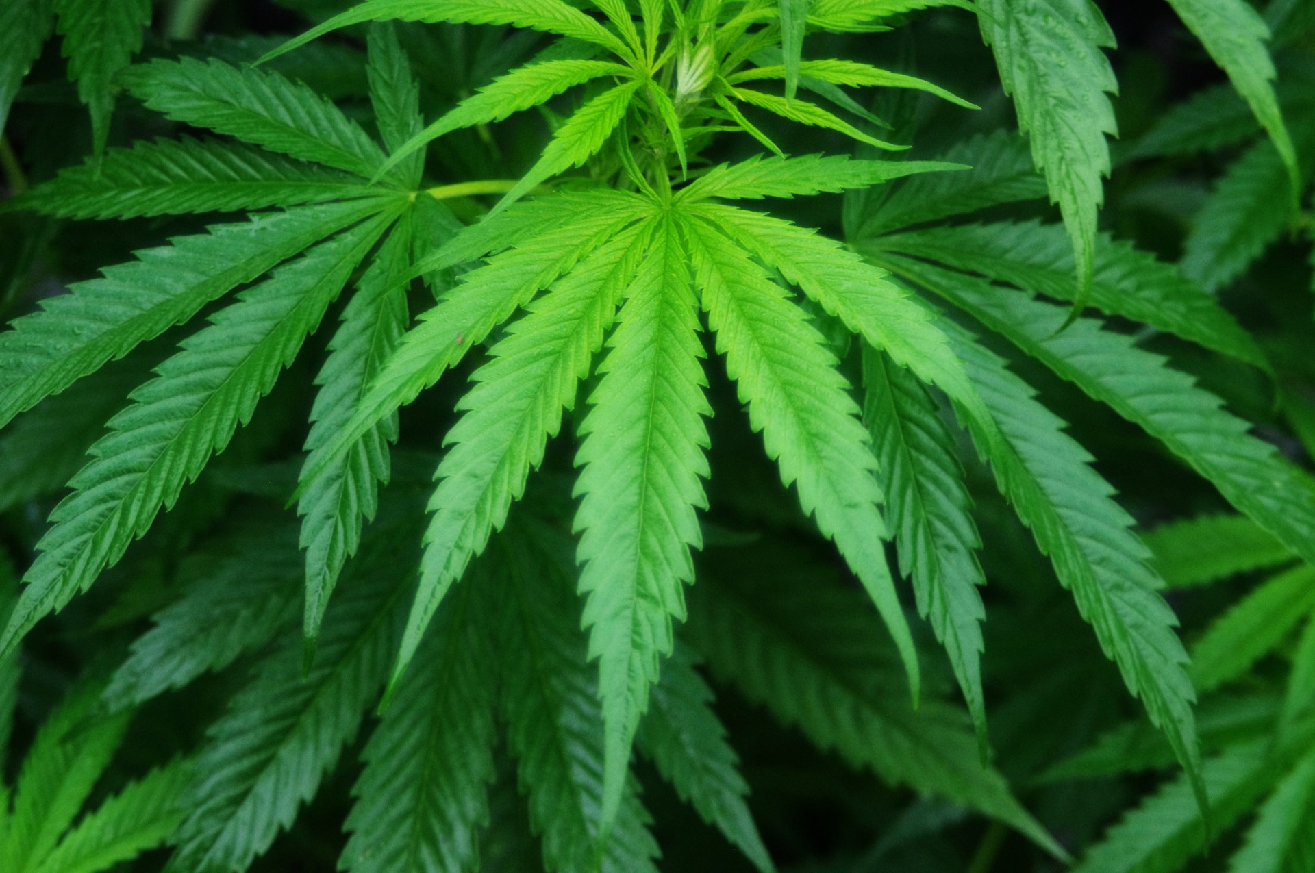 Semillas de marihuana: tipos, germinación y marco legal