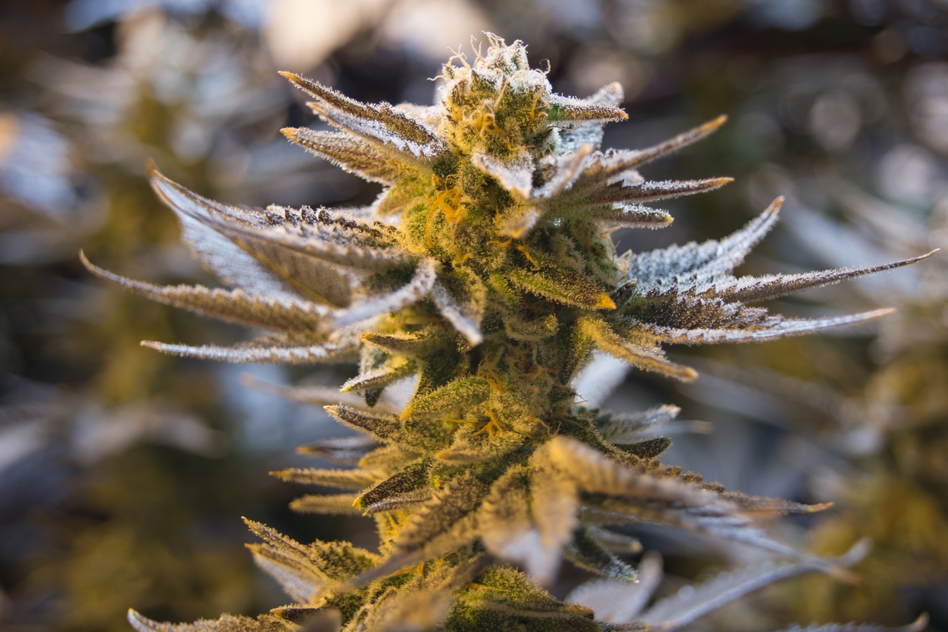 Las semillas de marihuana maduran en primavera-verano