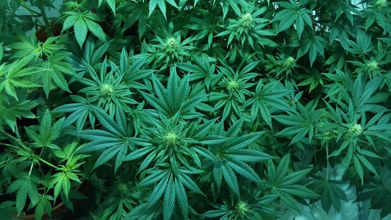Las semillas de marihuana pueden ser de varios tipos