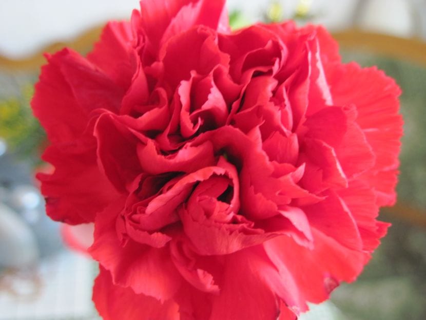Dianthus