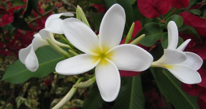 Plumeria