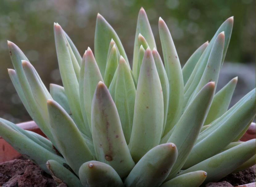 Suculenta