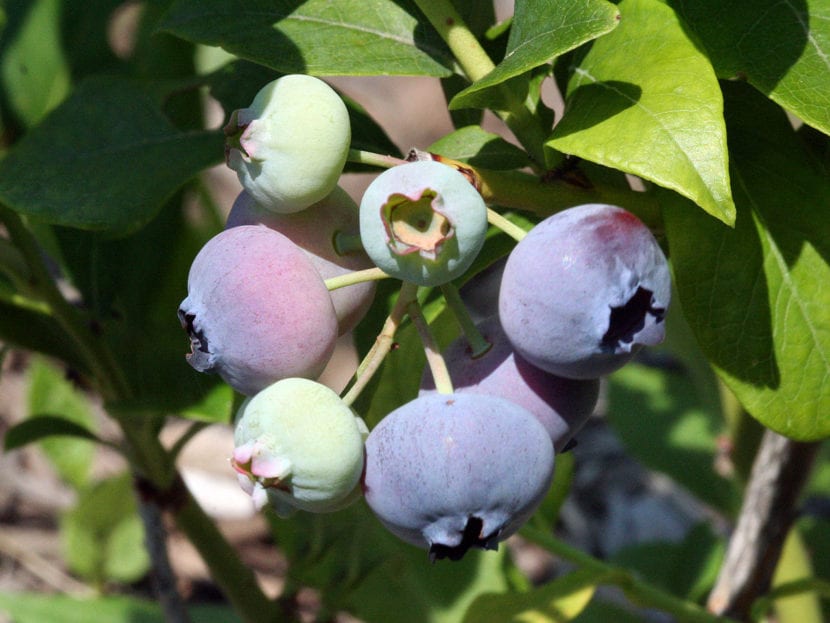 Vaccinium corymbosum, el arándano