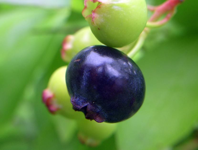 Vaccinium corymbosum