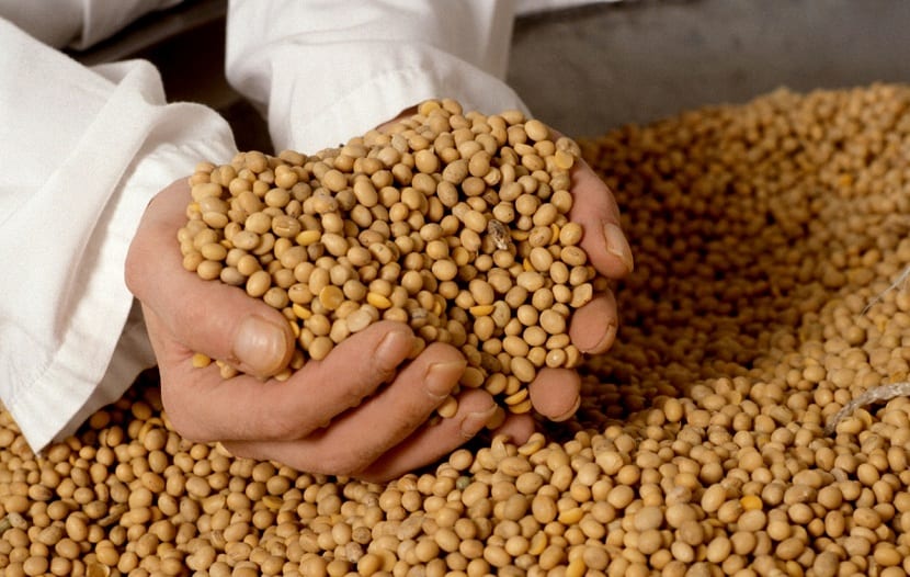 las semillas transgénicas pueden paliar el hambre en el mundo