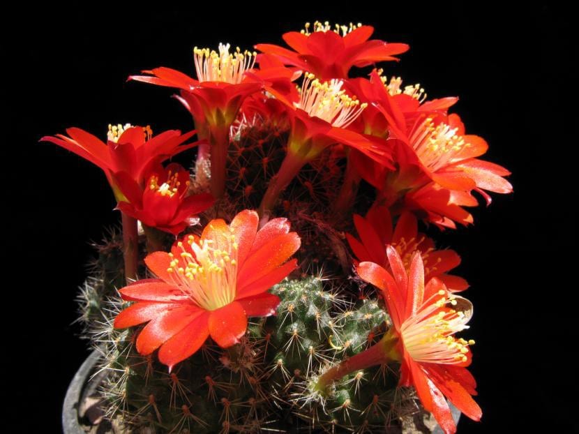 Ejemplar de Rebutia nigricans