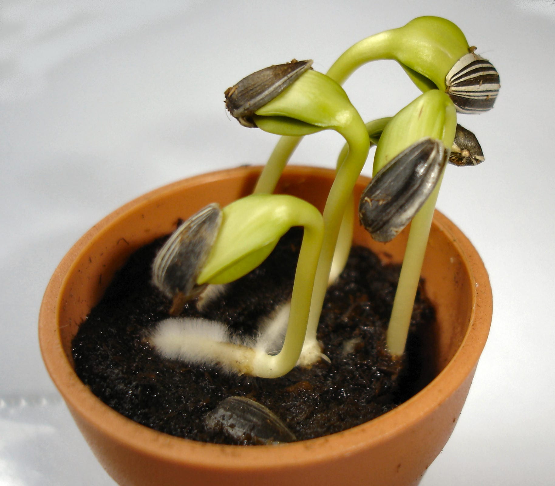 Trucos para germinar semillas: los que funcionan y los que no