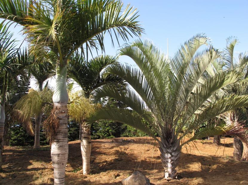 Dypsis decaryi
